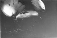 Live Shots